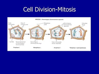 Cell Division-Mitosis
 