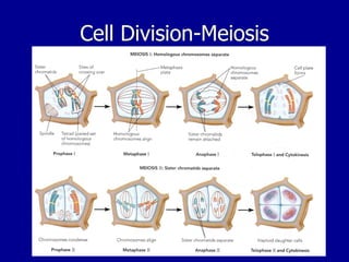 Cell Division-Meiosis
 