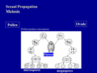 Sexual Propagation
Meiosis
Flower
Pollen Ovule
microspores megaspores
Pollens produce microspores
 