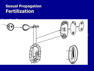 Sexual Propagation
Fertilization
Endosperm
3n
Embryo
Pollen grain
Generative cell
Tube nucleus
Pollen tube
Sperm cells
Polar nuclei
Egg
Embryo sac
4-nucleate
2-nucleate
Zygote 2n
 