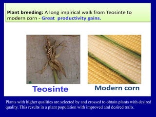 Plants with higher qualities are selected by and crossed to obtain plants with desired
quality. This results in a plant population with improved and desired traits.
 