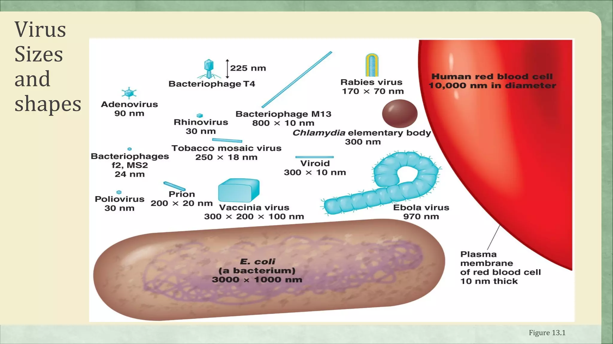 Virus
Sizes
and
shapes




         Figure 13.1
 