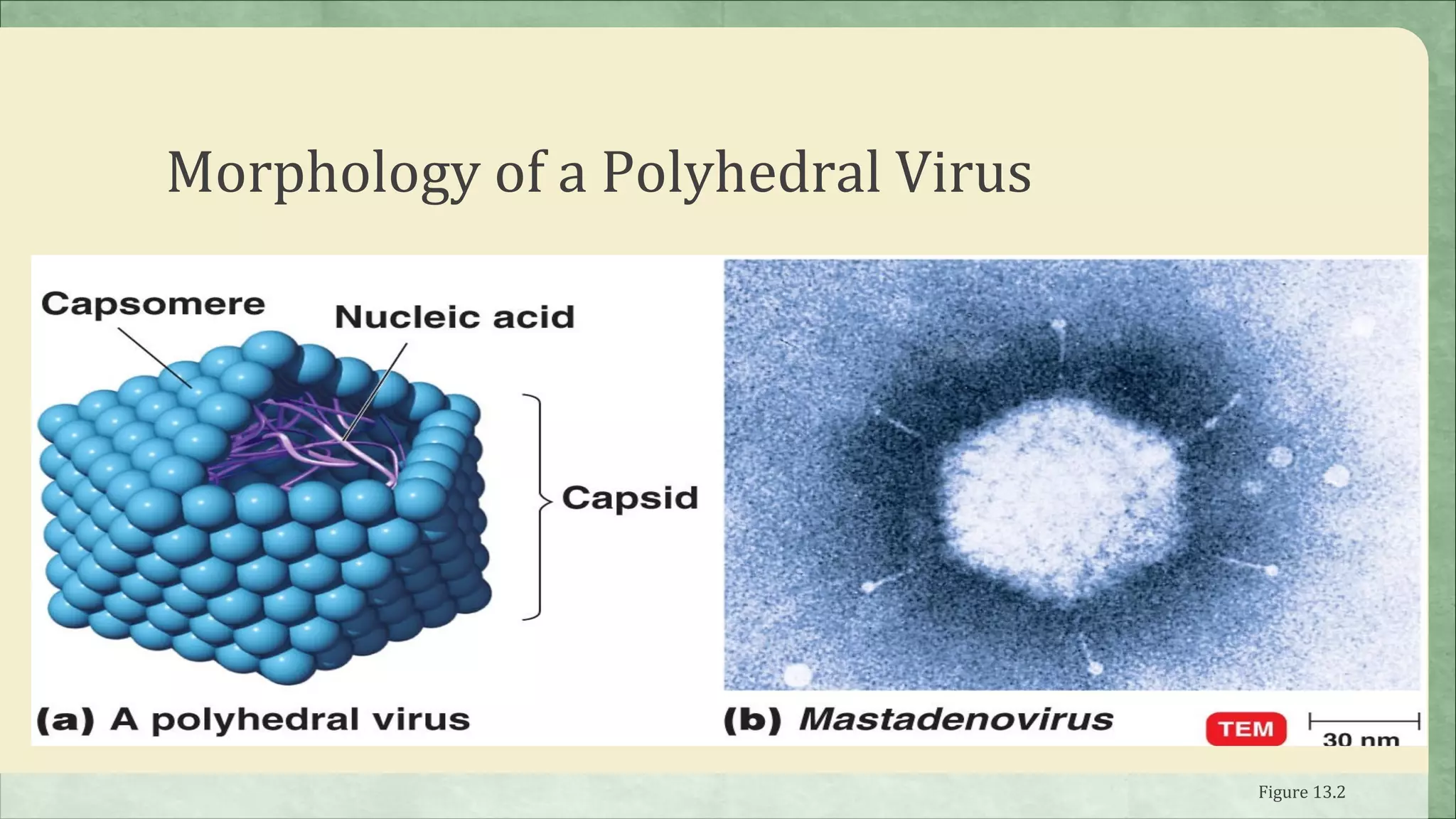 Morphology of a Polyhedral Virus




                                   Figure 13.2
 