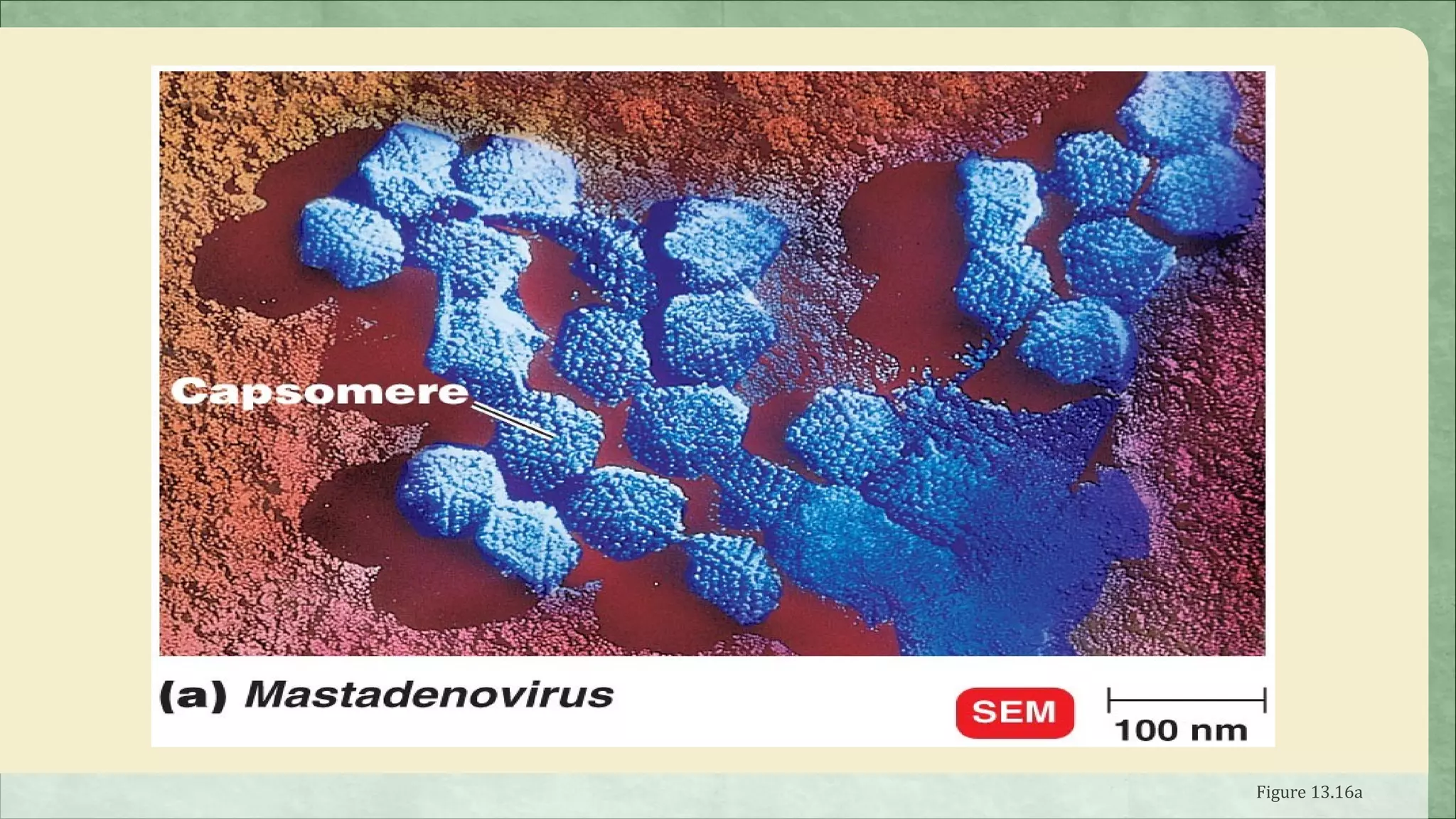 Polyhedral Viruses




                     Figure 13.16a
 