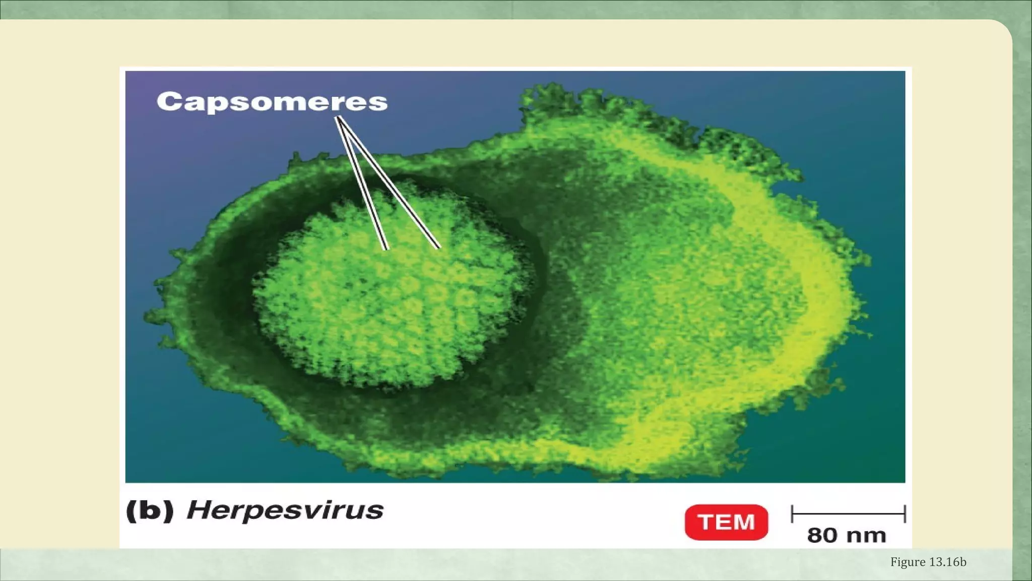 Enveloped Viruses




                    Figure 13.16b
 