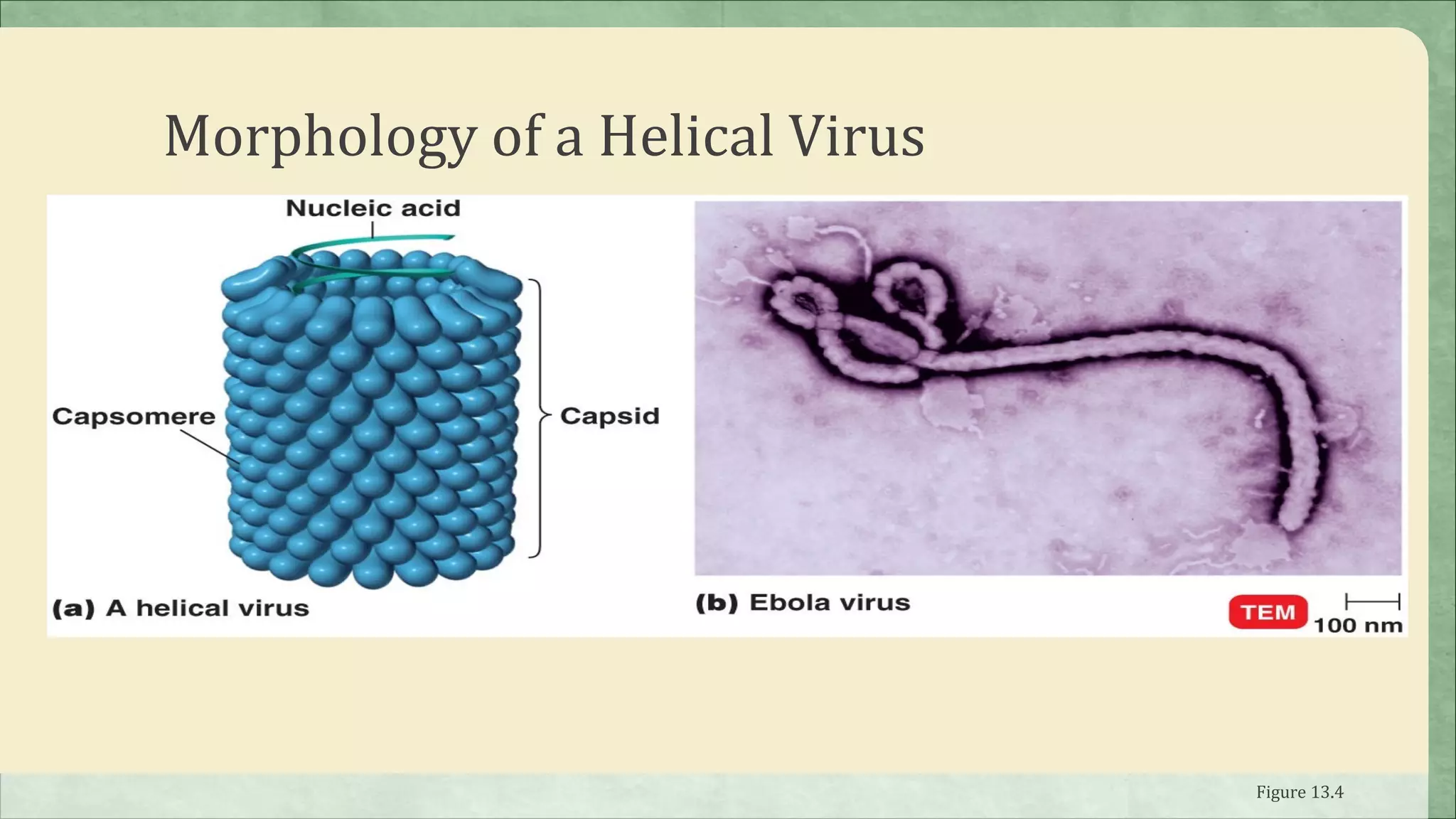 Morphology of a Helical Virus




                                Figure 13.4
 