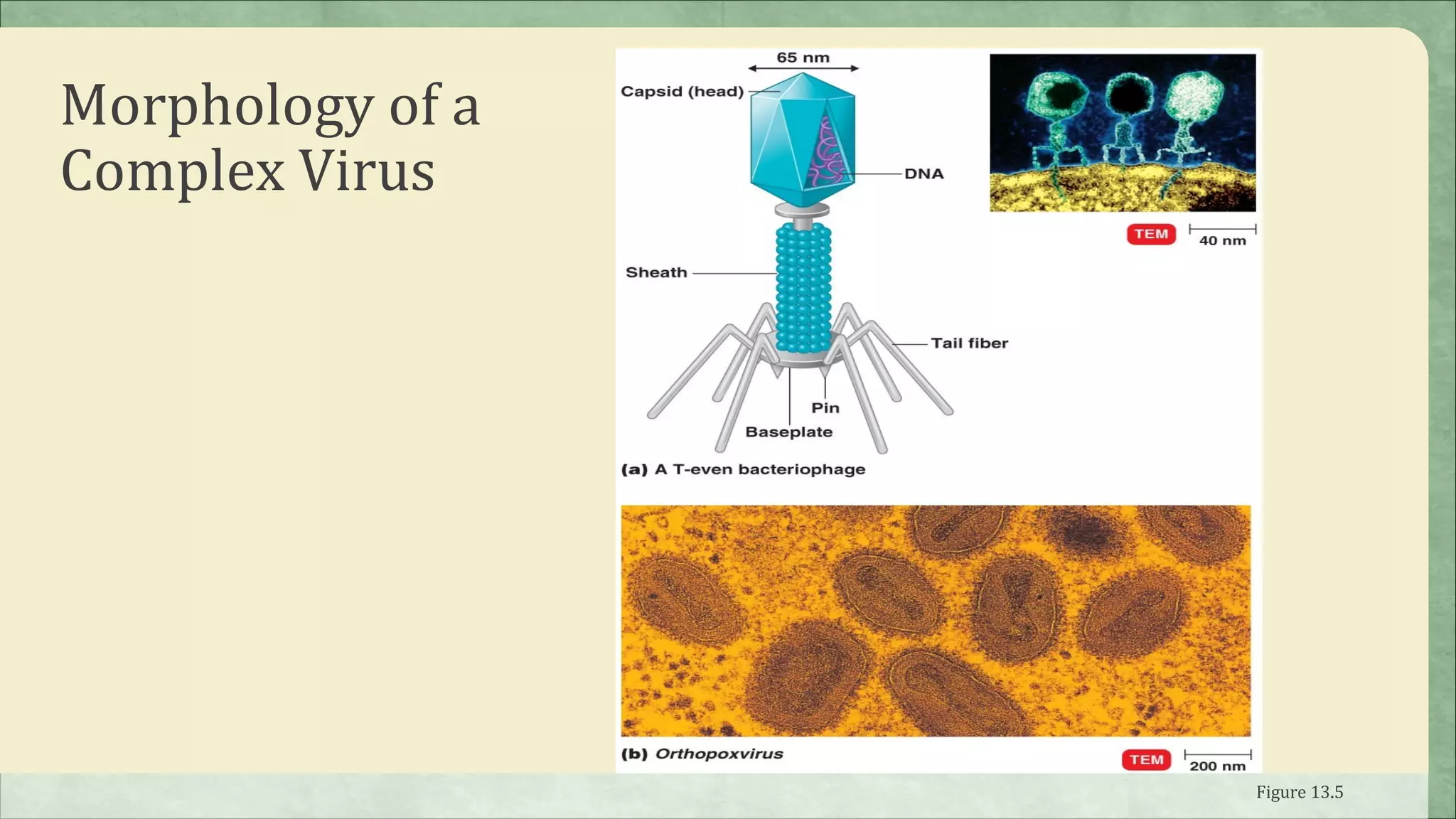 Morphology of a
Complex Virus




                  Figure 13.5
 