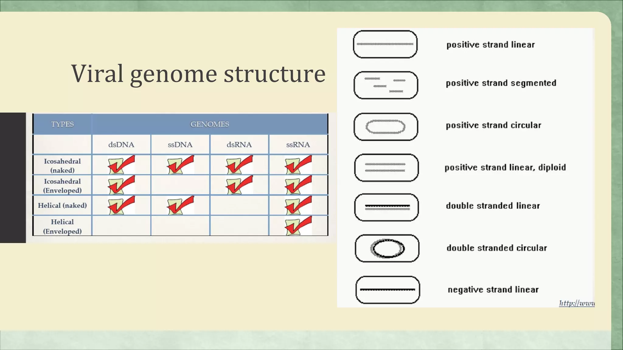 Viral genome structure
 