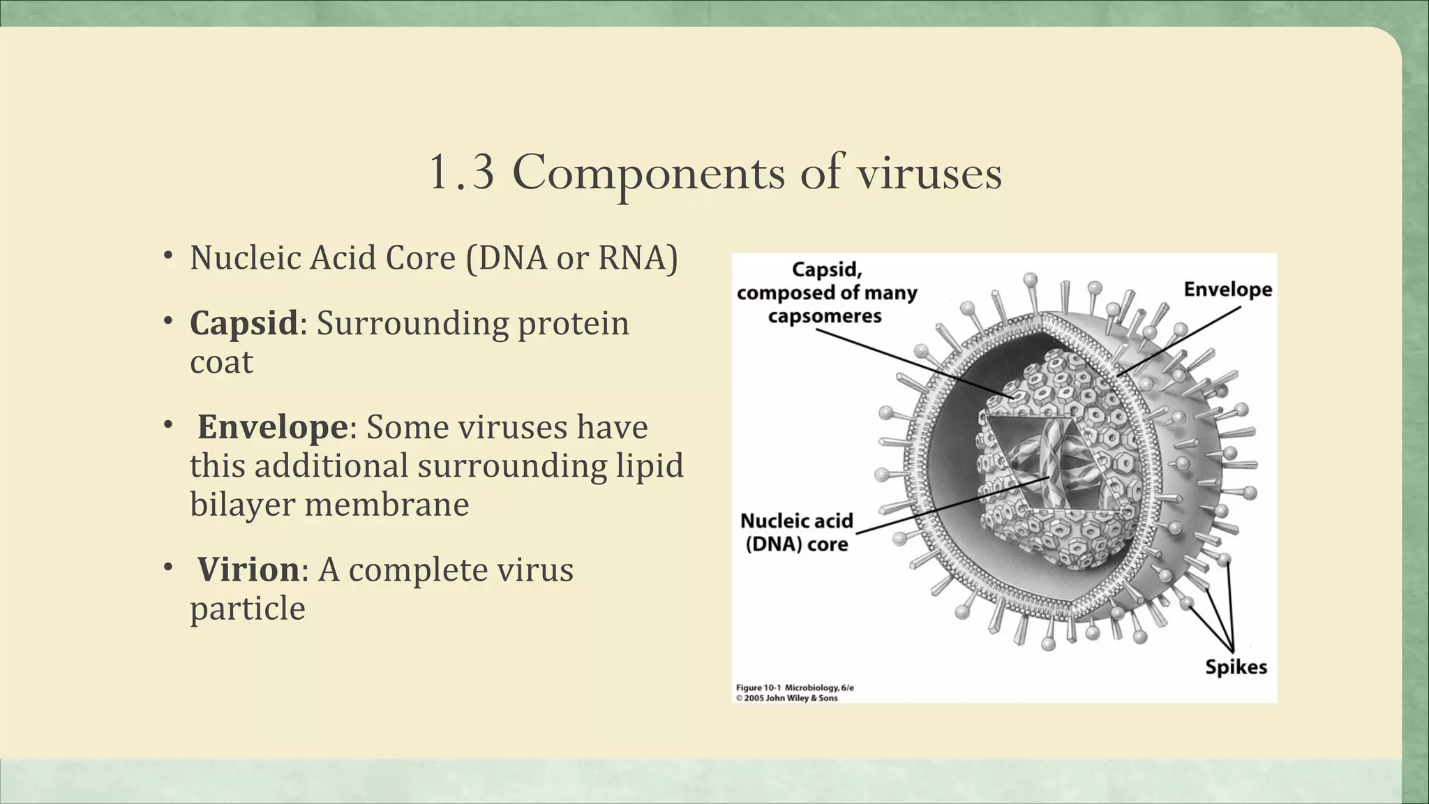 1.3 Components of viruses
• Nucleic Acid Core (DNA or RNA)

• Capsid: Surrounding protein
 coat
• Envelope: Some viruses have
 this additional surrounding lipid
 bilayer membrane
• Virion: A complete virus
 particle
 