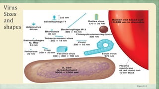 Virus
Sizes
and
shapes




         Figure 13.1
 
