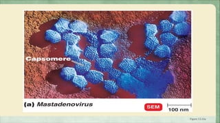 Polyhedral Viruses




                     Figure 13.16a
 