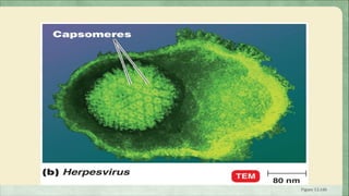 Enveloped Viruses




                    Figure 13.16b
 