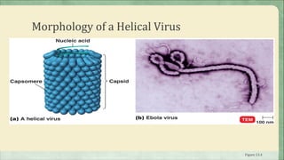 Morphology of a Helical Virus




                                Figure 13.4
 