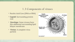 1.3 Components of viruses
• Nucleic Acid Core (DNA or RNA)

• Capsid: Surrounding protein
 coat
• Envelope: Some viruses have
 this additional surrounding lipid
 bilayer membrane
• Virion: A complete virus
 particle
 