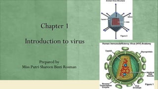Chapter 1
 Introduction to virus

          Prepared by
Miss Putri Shareen Binti Rosman
 