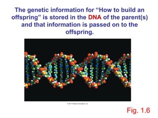 The genetic information for “How to build an
offspring” is stored in the DNA of the parent(s)
    and that information is passed on to the
                   offspring.




                                        Fig. 1.6
 