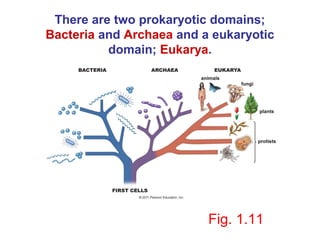 There are two prokaryotic domains;
Bacteria and Archaea and a eukaryotic
          domain; Eukarya.




                          Fig. 1.11
 