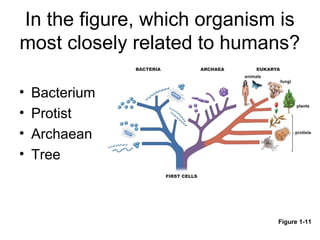 In the figure, which organism is
most closely related to humans?

•   Bacterium
•   Protist
•   Archaean
•   Tree



                             Figure 1-11
 
