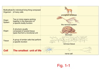 Multicellular An individual living thing composed
Organism of many cells
                                                      pronghorn antelope

Organ       Two or more organs working
            together in the execution of
System      a specific bodily function
                                                      the nervous system

            A structure usually
Organ       composed of several tissue
            types that form a functional unit
                                                          the brain

            A group of similar cells that perform
Tissue
            a specific function
                                                        nervous tissue


Cell        The smallest unit of life
                                                          nerve cell




                                                    Fig. 1-1
 