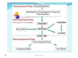 27 Tadesse B. (Ph.D.)
 