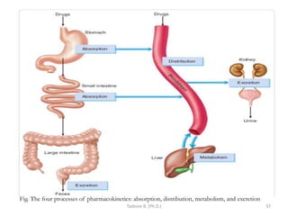 Tadesse B. (Ph.D.) 37
Fig. The four processes of pharmacokinetics: absorption, distribution, metabolism, and excretion
 