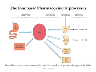 The four basic Pharmacokinetic processes
Tadesse B. (Ph.D.) 38
Dotted lines represent membranes that must be crossed as drugs move throughout the body
 