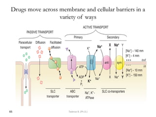 Drugs move across membrane and cellular barriers in a
variety of ways
65 Tadesse B. (Ph.D.)
 