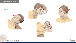 © 2019 Books of Discovery, booksofdiscovery.com
Navigating the Body
(p. 26)
Neck
 