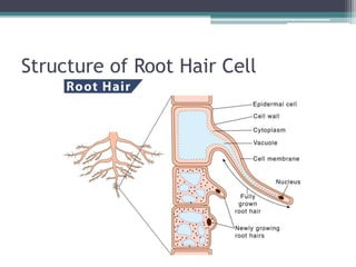 The Root Cell Photosynthesis and Plant Growth.pptx