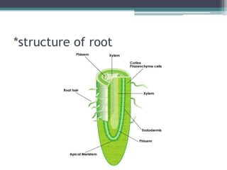 Photosynthesis and Plant Growth.pptx