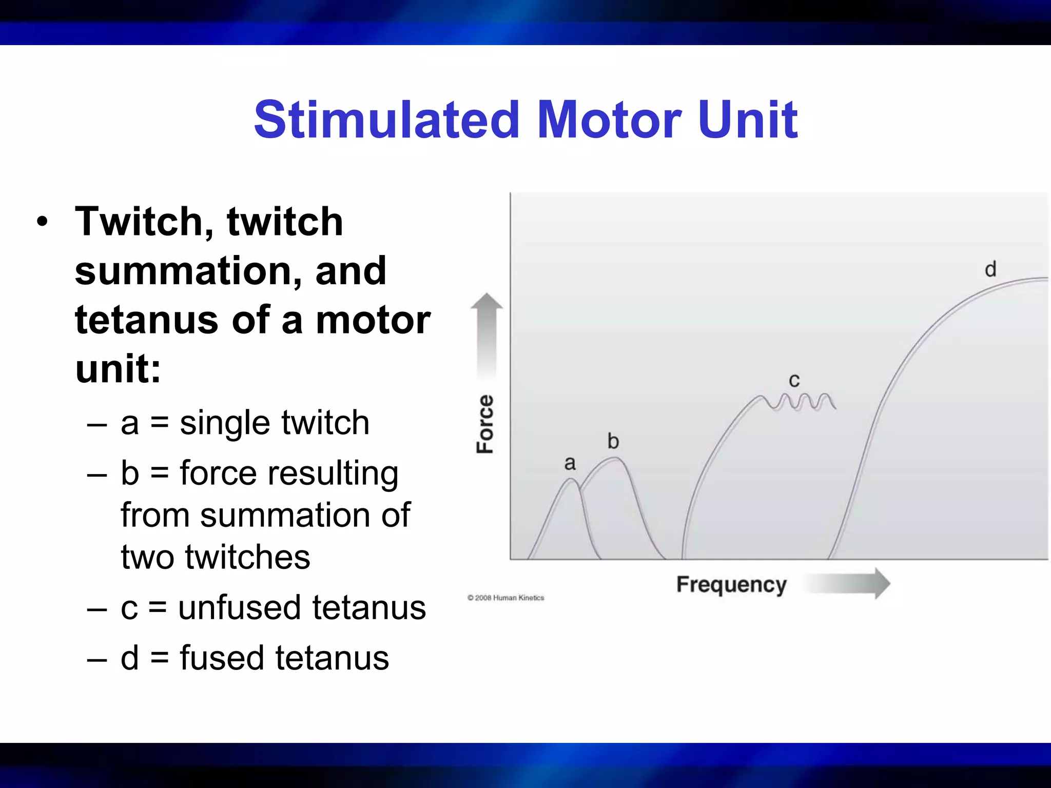 Chapter 1 structure and function of the muscular, neuromuscular ...