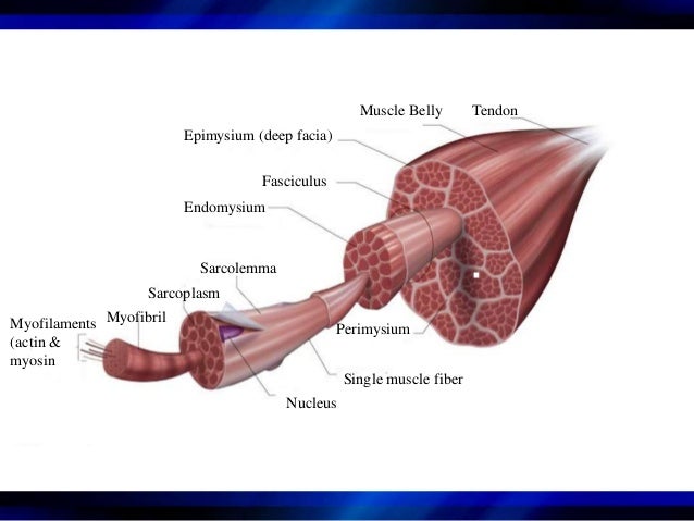 chapter 2 respiratory disorders case study 26 chapter 2 respiratory disorders case study 26