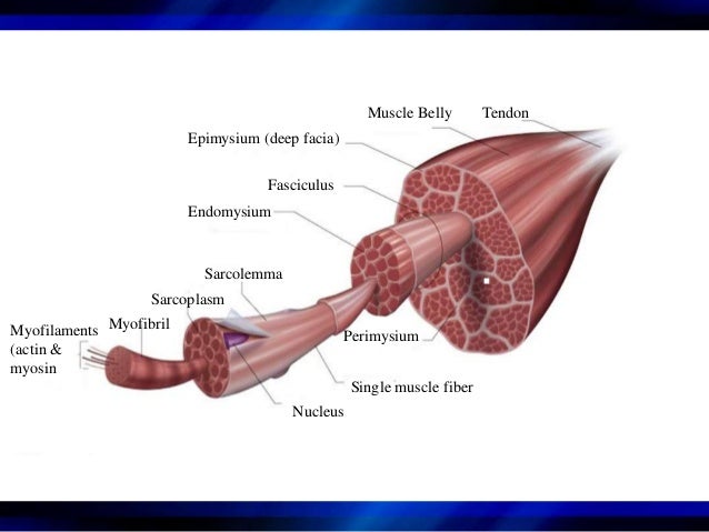 chapter 1 cardiovascular disorders case study 8