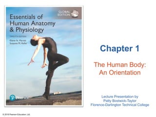 Chapter 1
The Human Body:
An Orientation
Lecture Presentation by
Patty Bostwick-Taylor
Florence-Darlington Technical College
© 2018 Pearson Education, Ltd.
 