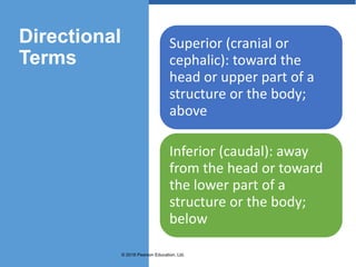 CHAPTER 1-THE HUMAN BODY-AN ORIENTATION.pptx