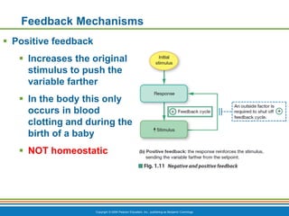 Chapter 1 - The Human Body An Orientation.pdf