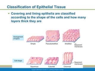 Epithelial Cells Classification Chart.pdf Chapter 1 - The Human Body An Orientation.pdf