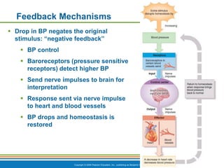 Chapter 1 - The Human Body An Orientation.pdf