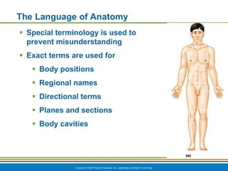 Directional Language Body Chapter 1 - The Human Body An Orientation.pdf