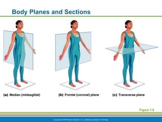 Parallel Body Line Chapter 1 - The Human Body An Orientation.pdf