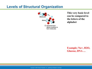 Chapter 1 - The Human Body An Orientation.pdf