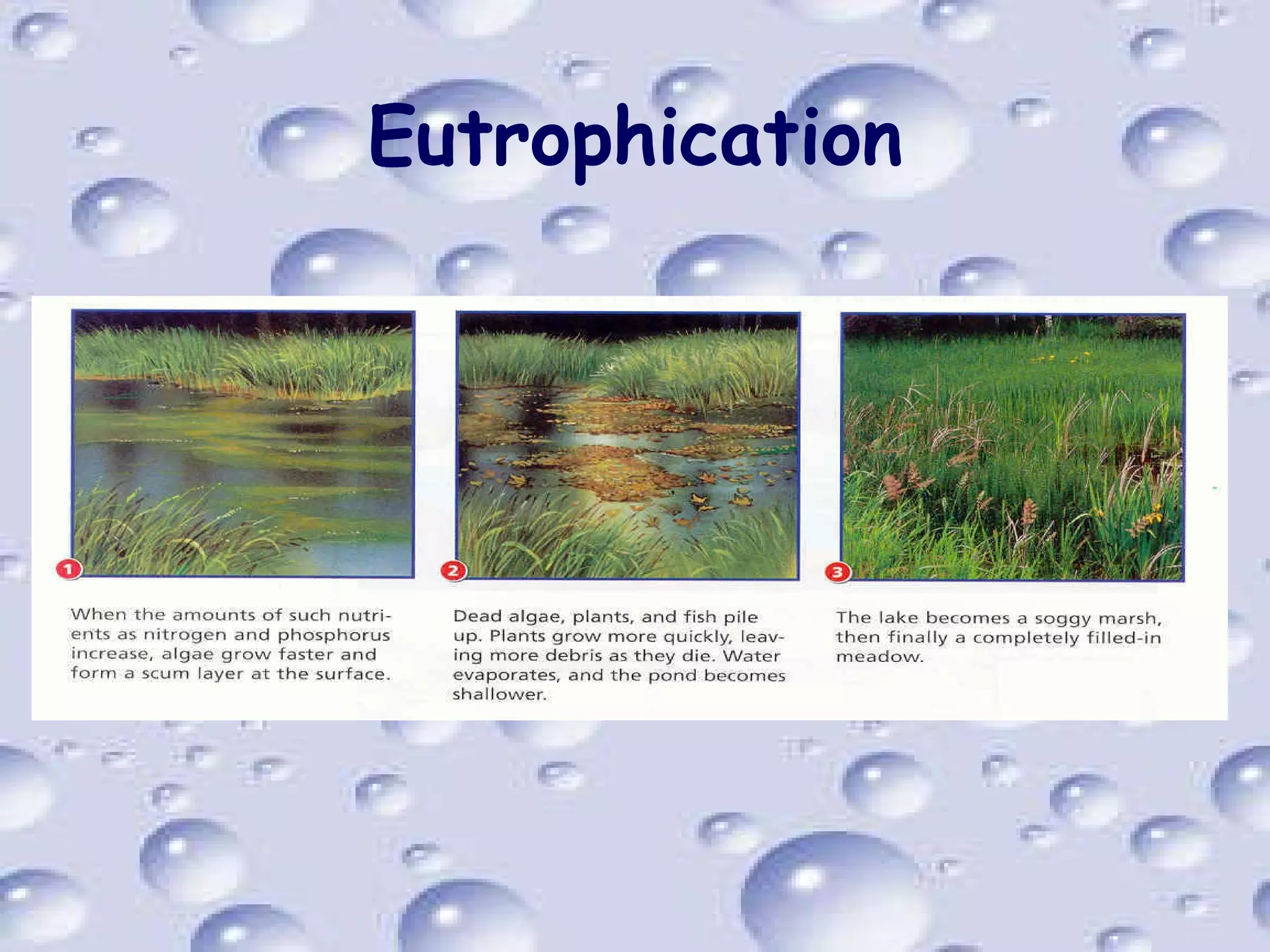 Eutrophication 