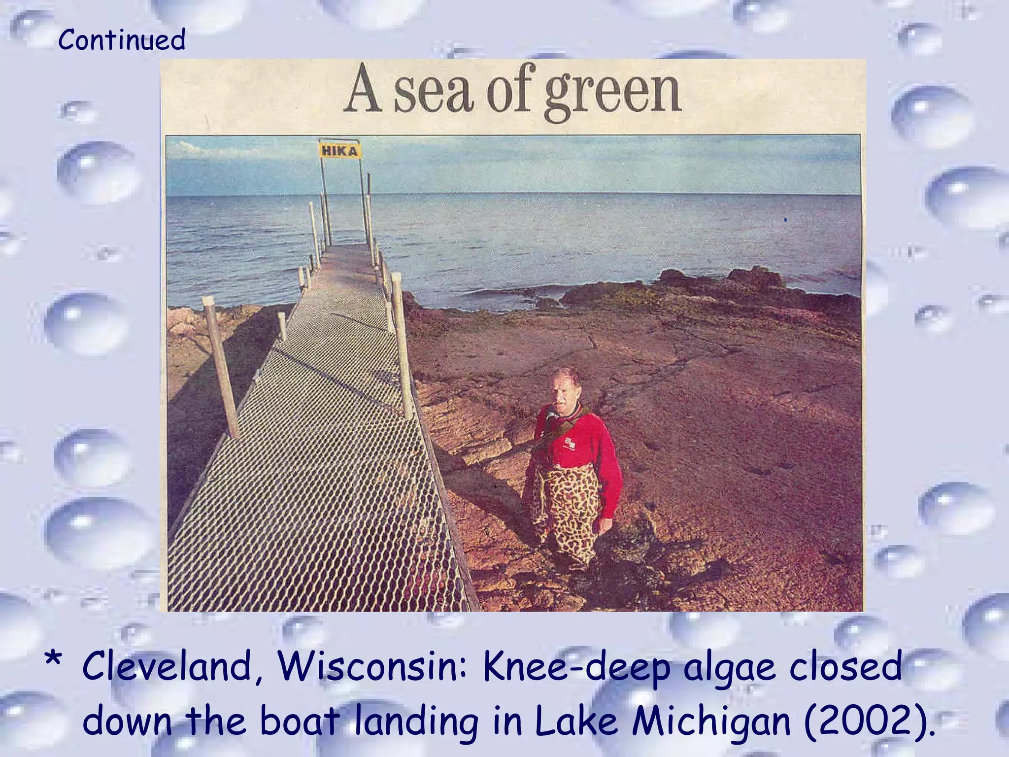 Continued Cleveland, Wisconsin: Knee-deep algae closed down the boat landing in Lake Michigan (2002). 
