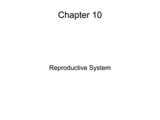 Chapter 10 Reproductive System 