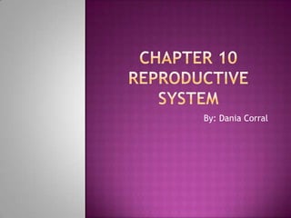 Chapter 10Reproductive system By: Dania Corral 