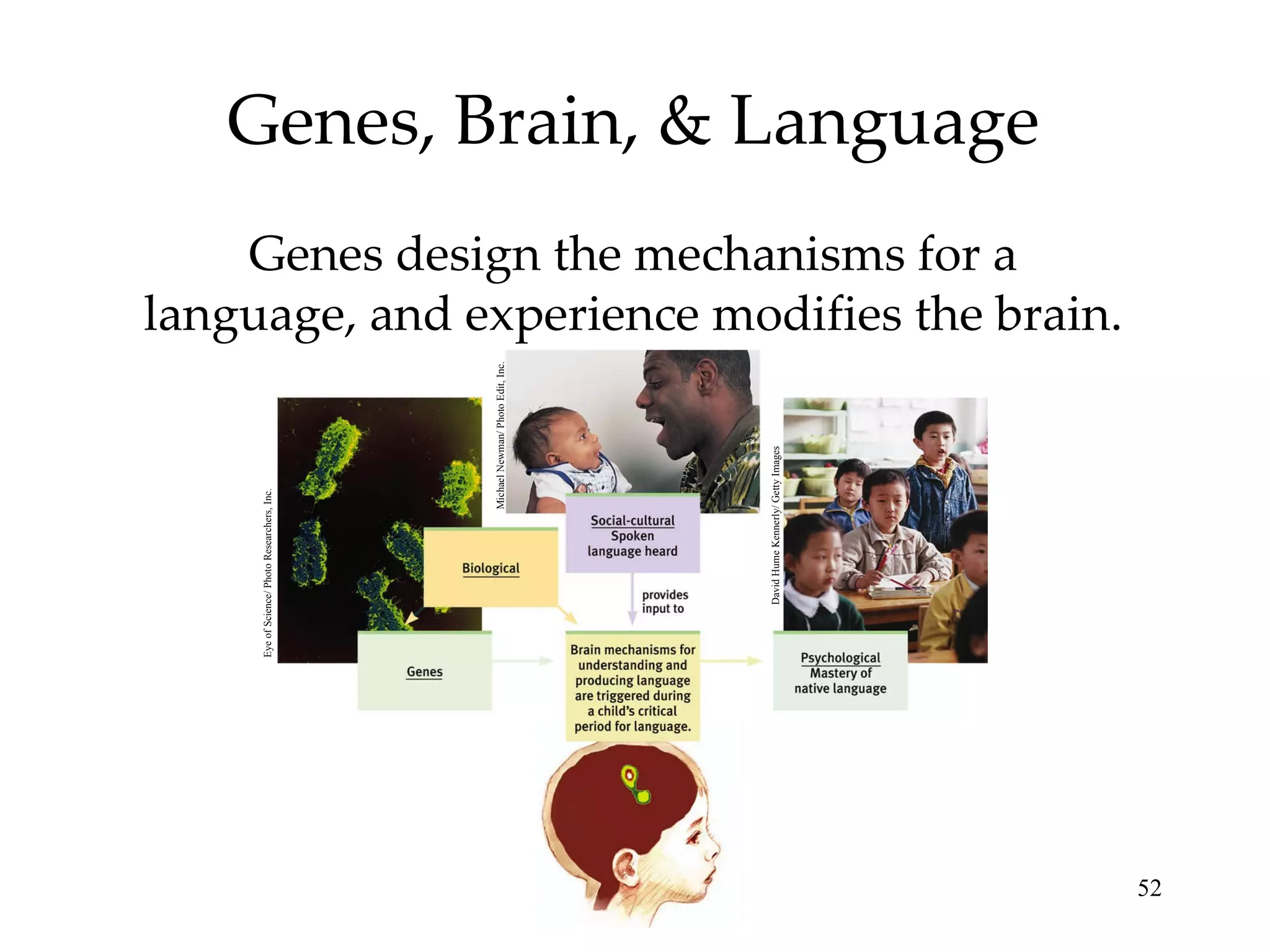 Genes, Brain, & Language Genes design the mechanisms for a language, and experience modifies the brain. Michael Newman/ Photo Edit, Inc. Eye of Science/ Photo Researchers, Inc. David Hume Kennerly/ Getty Images 