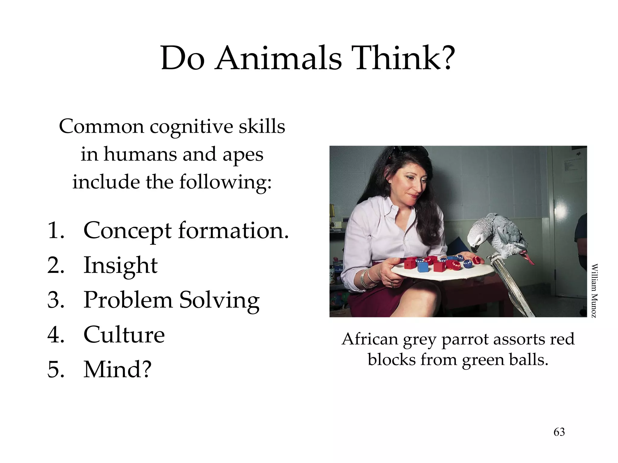Do Animals Think? Common cognitive skills in humans and apes include the following: Concept formation. Insight Problem Solving Culture Mind? African grey parrot assorts red blocks from green balls. William Munoz 
