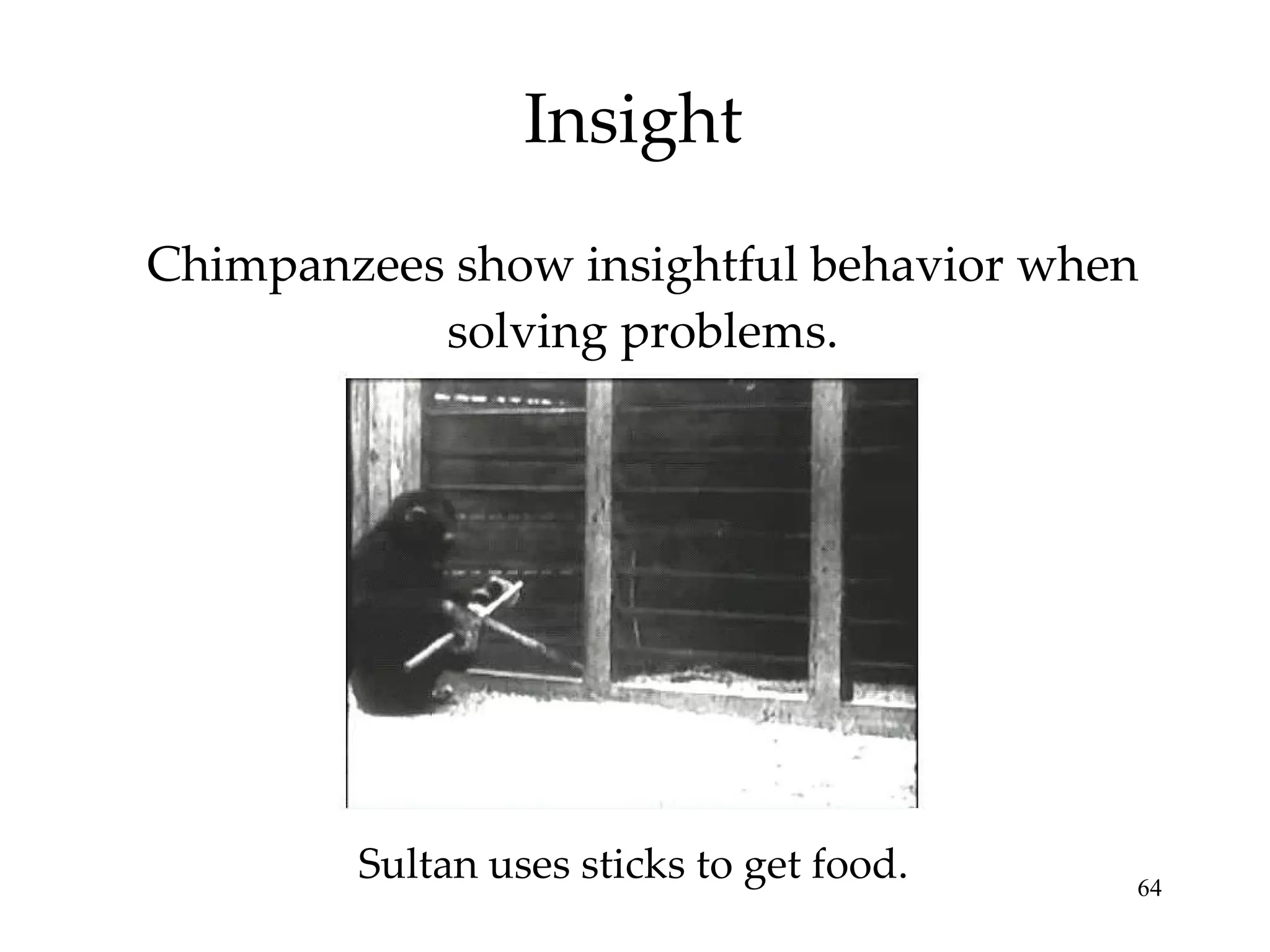 Insight Chimpanzees show insightful behavior when solving problems. Sultan uses sticks to get food. 
