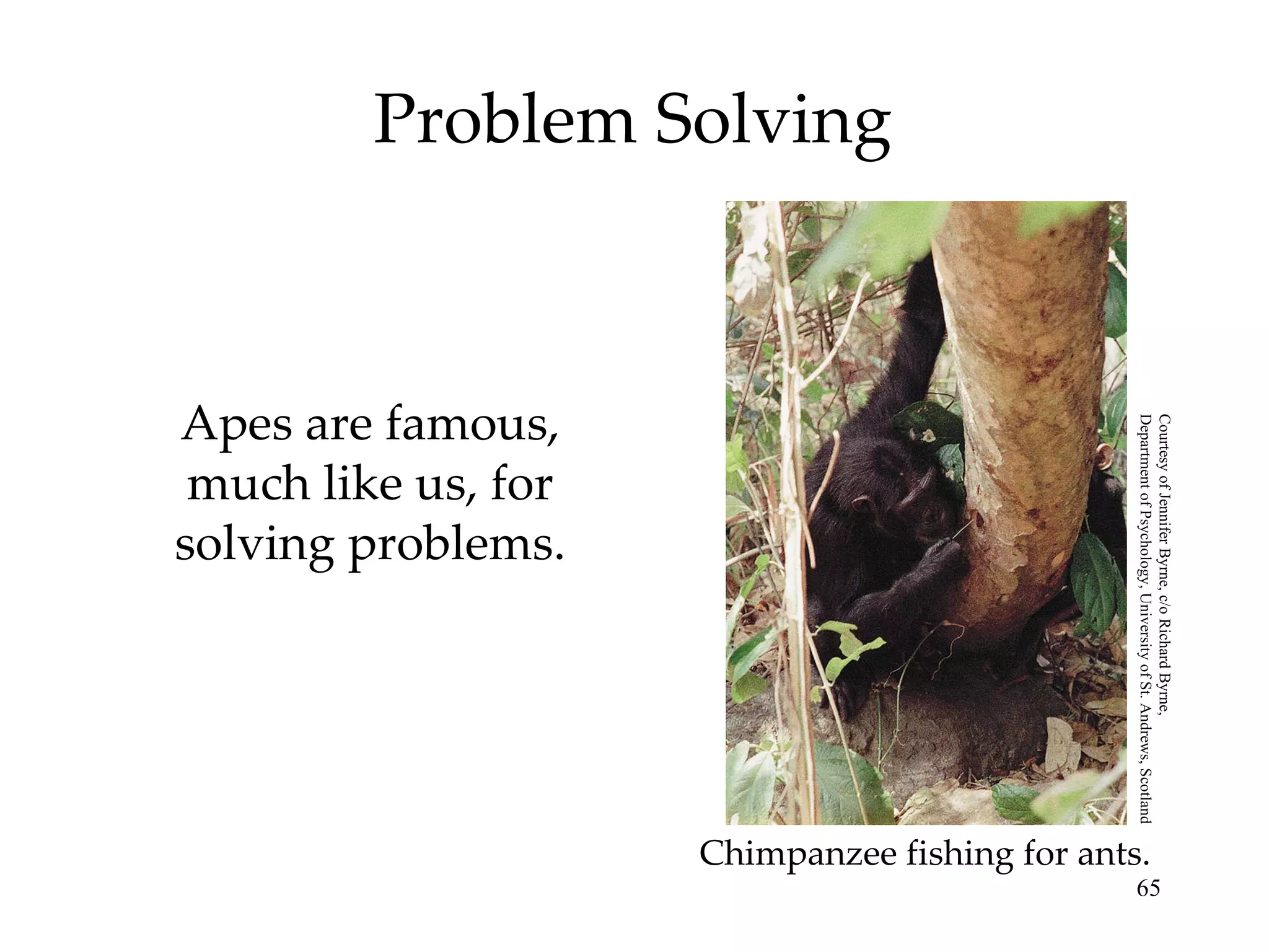 Problem Solving Apes are famous, much like us, for solving problems. Chimpanzee fishing for ants. Courtesy of Jennifer Byrne, c/o Richard Byrne,  Department of Psychology, University of St. Andrews, Scotland 