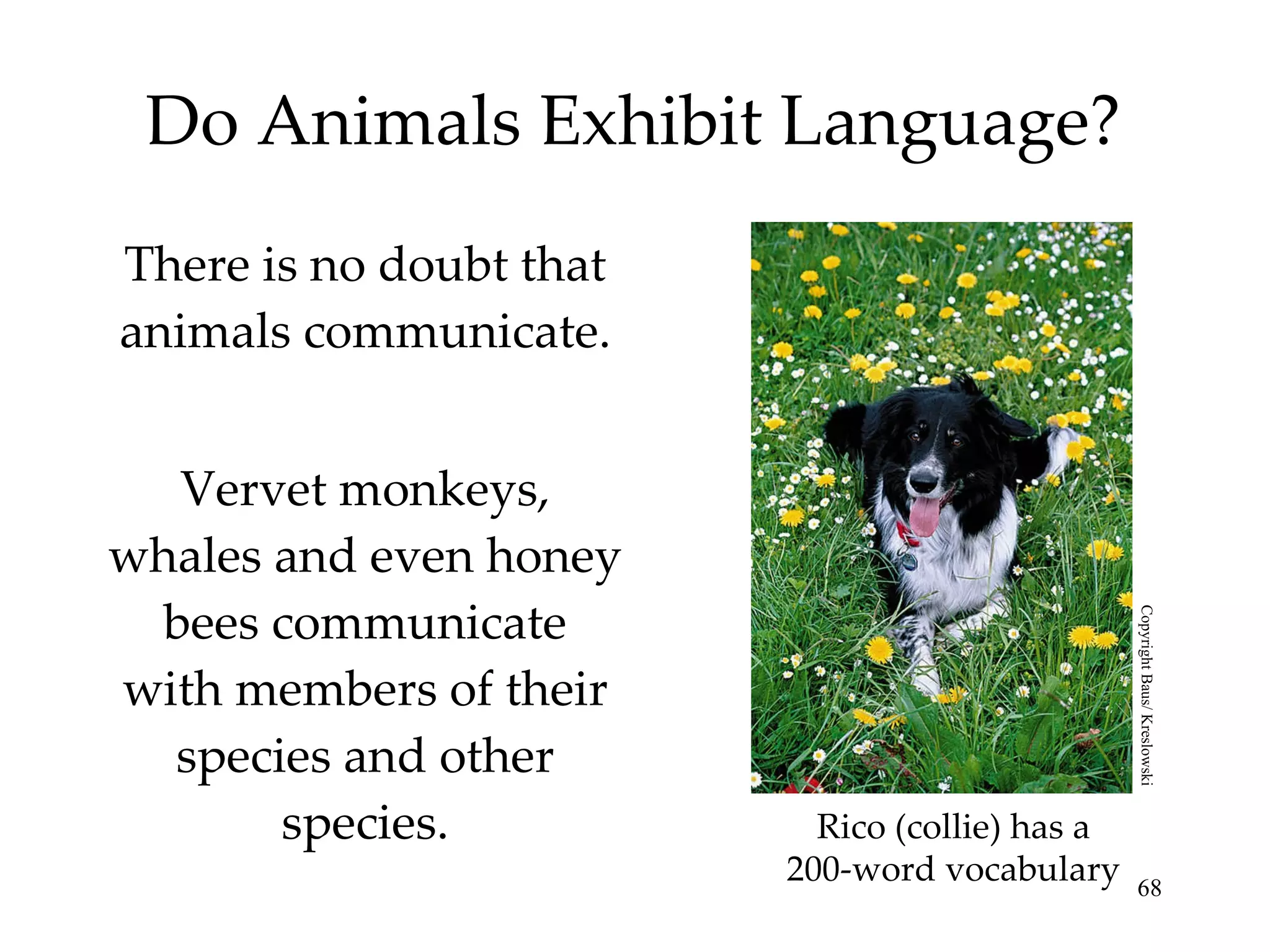Do Animals Exhibit Language? There is no doubt that animals communicate. Vervet monkeys, whales and even honey bees communicate with members of their species and other species. Rico (collie) has a 200-word vocabulary Copyright Baus/ Kreslowski 